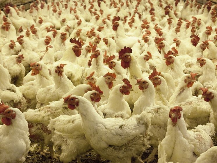 В "Союзе птицеводов" заявили, что не согласны с выводами Антимонопольного комитета по поводу ситуации на рынке курятины
