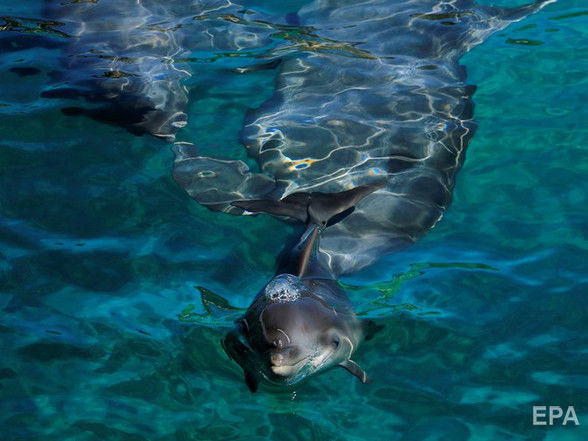 ﻿У Мексиці дельфіни покусали і намагалися втопити дівчинку