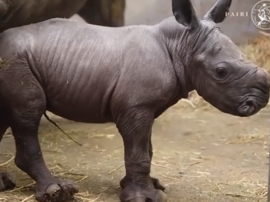 В Бельгии родился редкий белый носорог. Видео