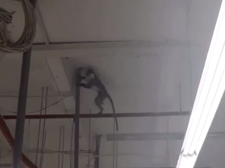 ﻿У Харкові супермаркет закривали через мавпу, що опинилася на волі 
