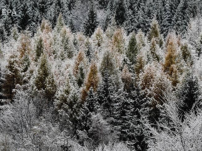 ﻿ДСНС попередила про сніг, завірюхи, ожеледицю та вітер у Карпатах на початку тижня