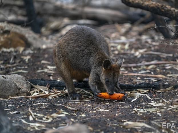 ﻿В Австралії виділять $34,5 млн на відновлення дикої природи