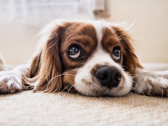 Сервис Spotify создал подкаст для скучающих дома собак