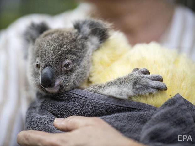 ﻿Лісові пожежі в Австралії. 113 видів тварин потребують екстреної допомоги 