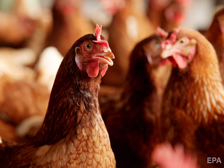 ЕС снял запрет на импорт мяса птицы из Украины