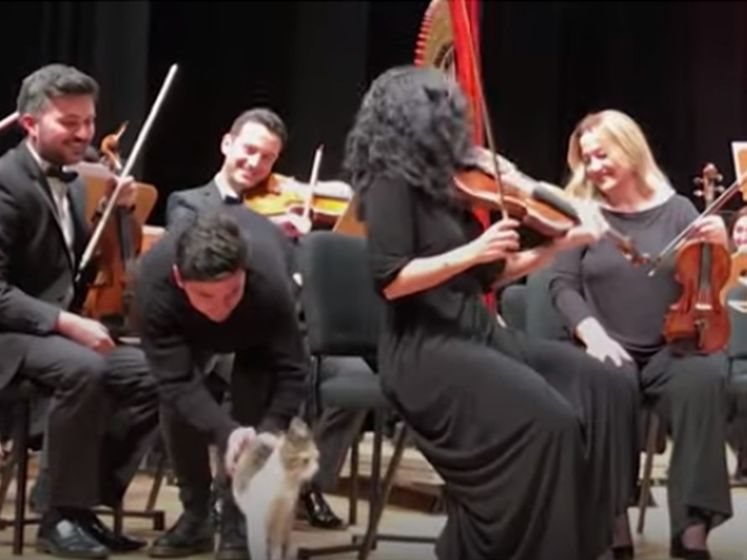 В Стамбуле бездомная кошка не давала оркестру начать концерт