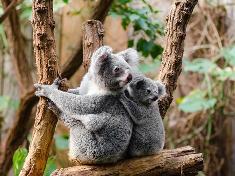 ﻿Захисники тварин вважають, що коали в Австралії під загрозою зникнення