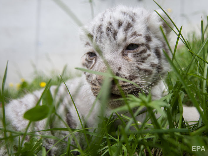 Бенгальскому тигренку, который родился в мексиканском зоопарке, дали имя Ковид