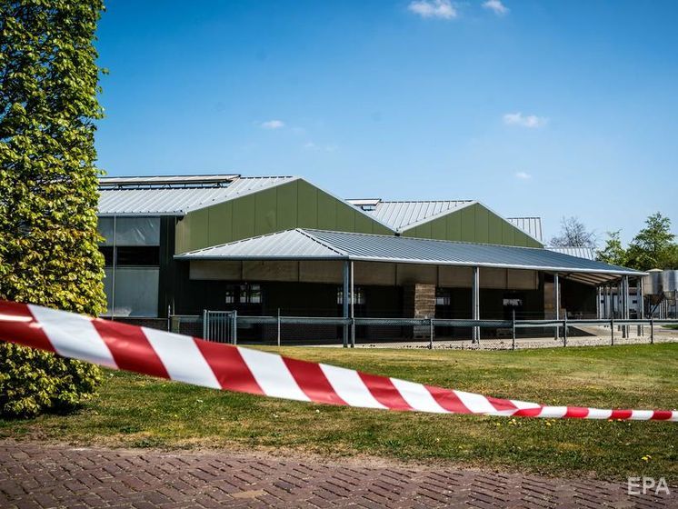 ﻿У Нідерландах коронавірусом заразилися норки, дві ферми ізолювали