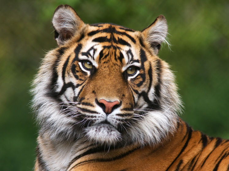 В Британии полиция с оружием и вертолетом ловила тигра, который оказался скульптурой