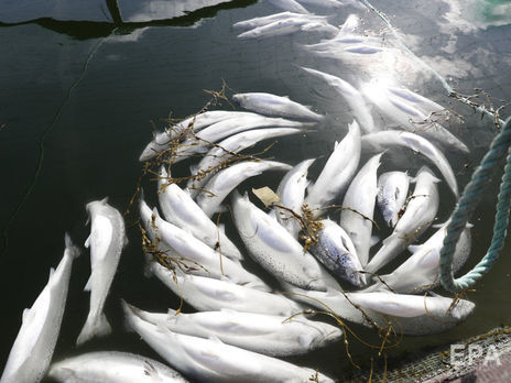 У Норвегії сподіваються, що незабаром знову зможуть постачати лосося у КНР