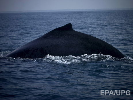 В Австралии застрявшего на мелководье кита отбуксировали в океан. Видео