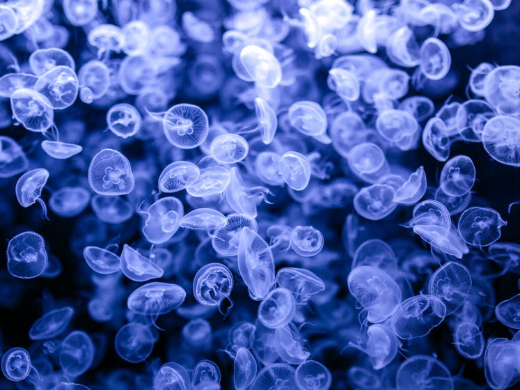 ﻿У Дніпровських водосховищах з'явилися медузи – Українська асоціація рибалок