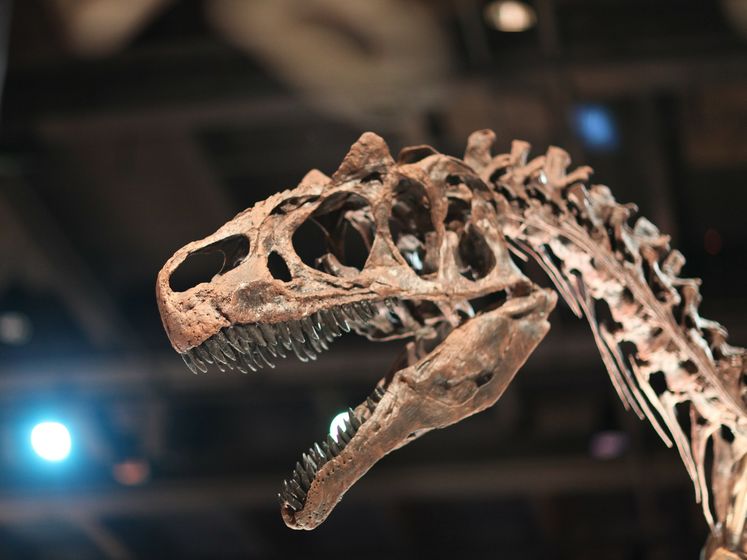 У Великобританії випадково виявили новий вид динозаврів