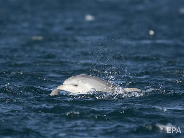 Українські прикордонники в Азовському морі звільнили дельфіна