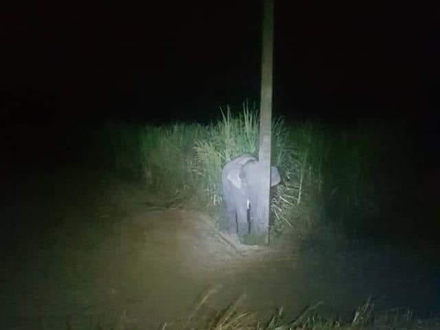 "Чарівний порушник". У Таїланді слоненя крало у фермерів цукрову тростину і ховалося від людей за стовпом