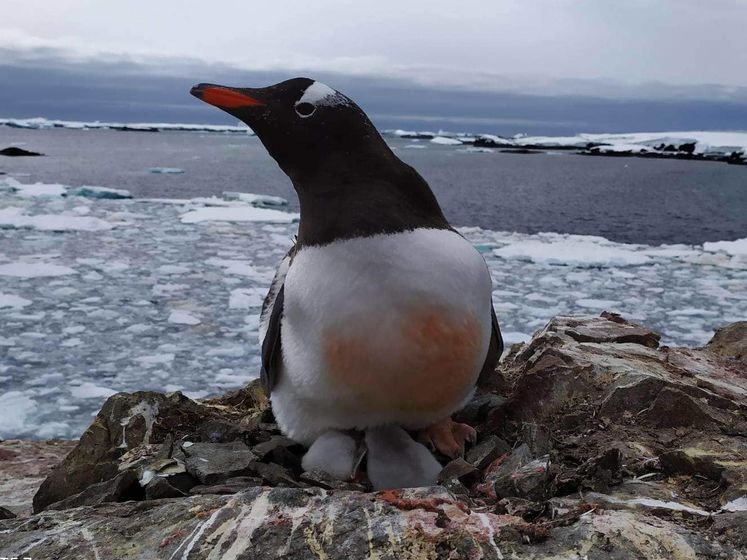 Поблизу української станції "Академік Вернадський" в Антарктиді народилися перші пінгвіненята. Фото