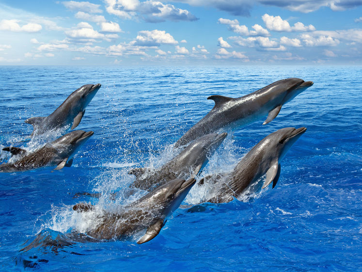 Локдаун повернув у Босфор дельфінів. Відео