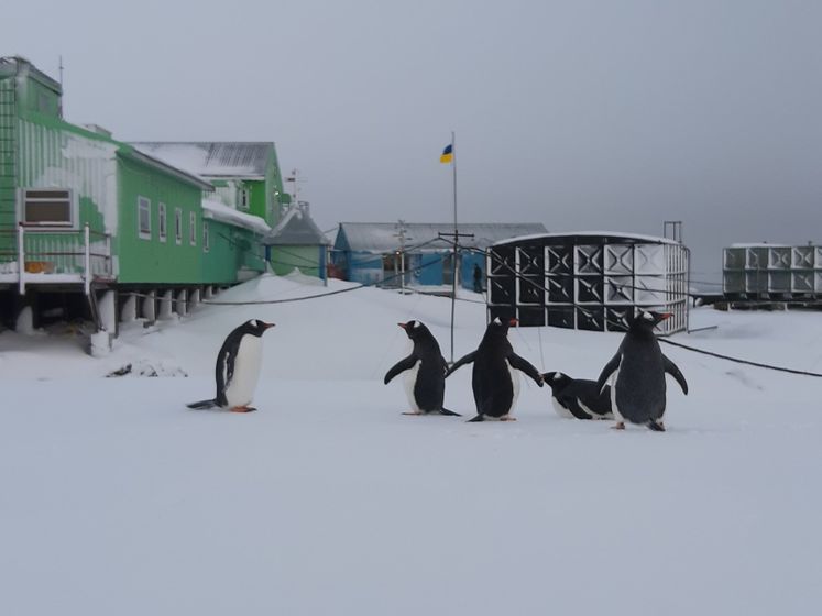 Google посвятил дудл с пингвинами 25-летию украинской станции "Академик Вернадский"