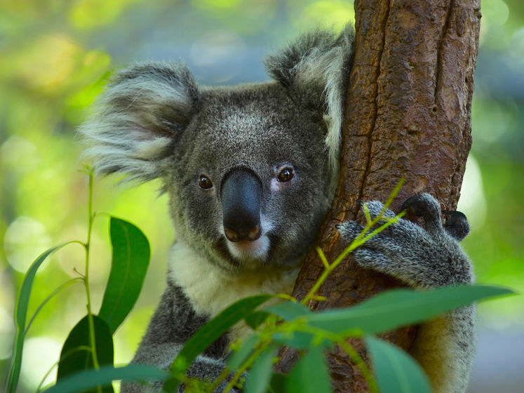 В Австралії коала, яка переходила шестисмугову автостраду, спровокувала масову ДТП