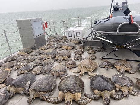 У США волонтери врятували тисячі морських черепах від раптових холодів