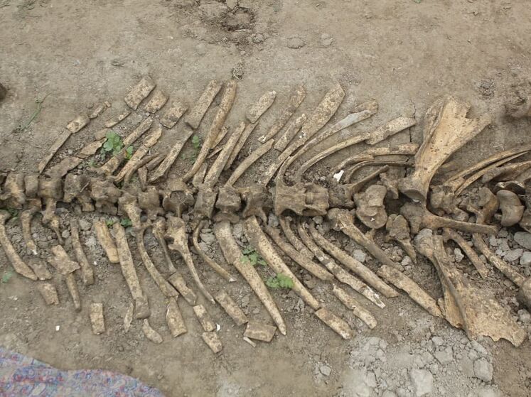 В Узбекистані фермер копав яму під теплицю і знайшов скелет стародавнього носорога