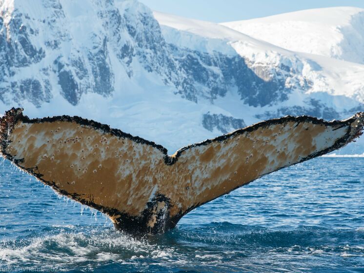 В Антарктиді українські полярники розбудили кита, кит "був не дуже радий". Відео