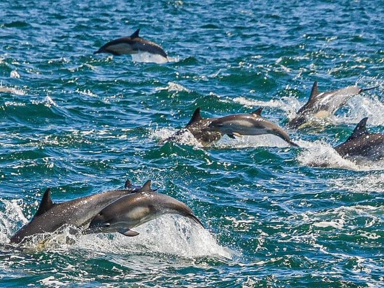 У США зняли на відео зграю з тисячі дельфінів