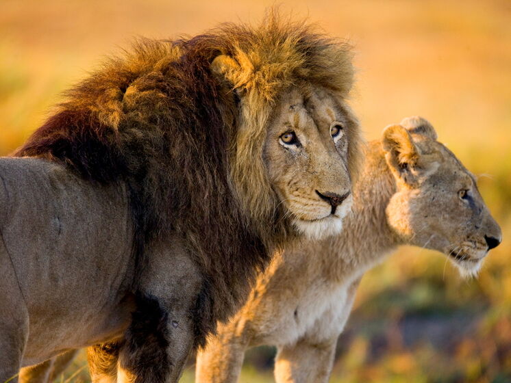 ПАР хоче заборонити розведення левів у неволі з комерційною метою