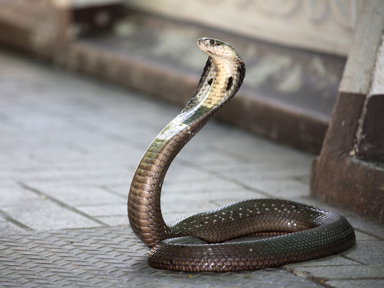 В Індії чоловік з'їв отруйну змію, щоб захистити себе від коронавірусу