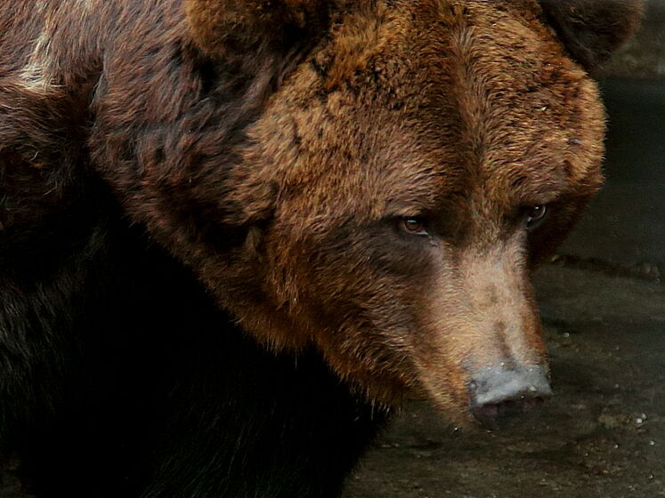 "Укрзалізниця" передаст двух медведей голландскому зоопарку