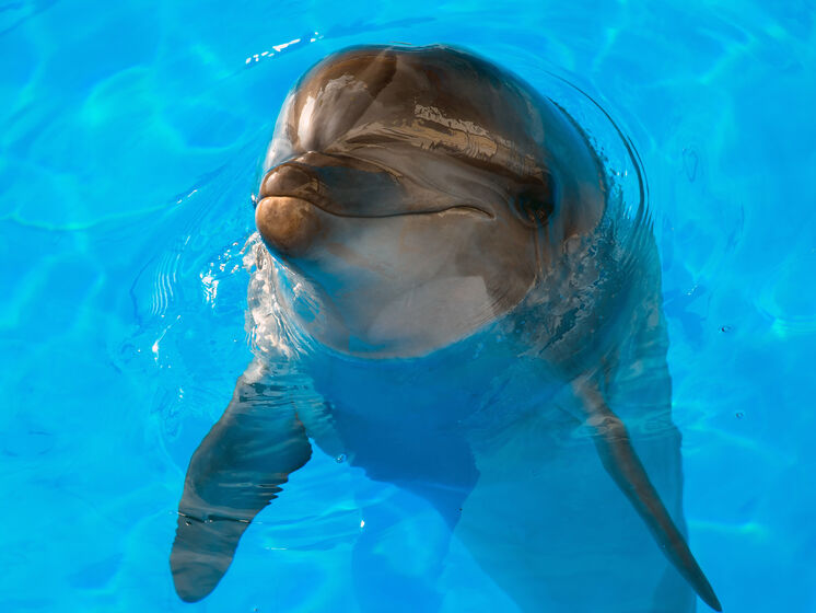 В одесском дельфинарии дельфин укусил ребенка
