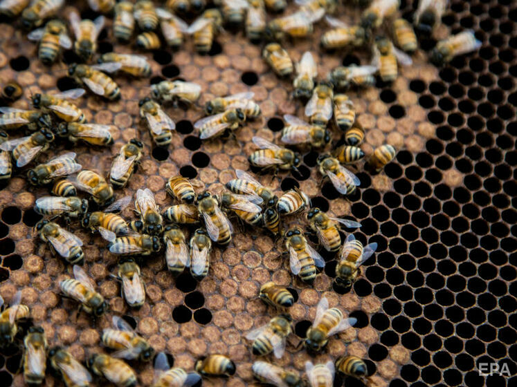 В Ровенской области пчелы насмерть покусали мужчину – медики