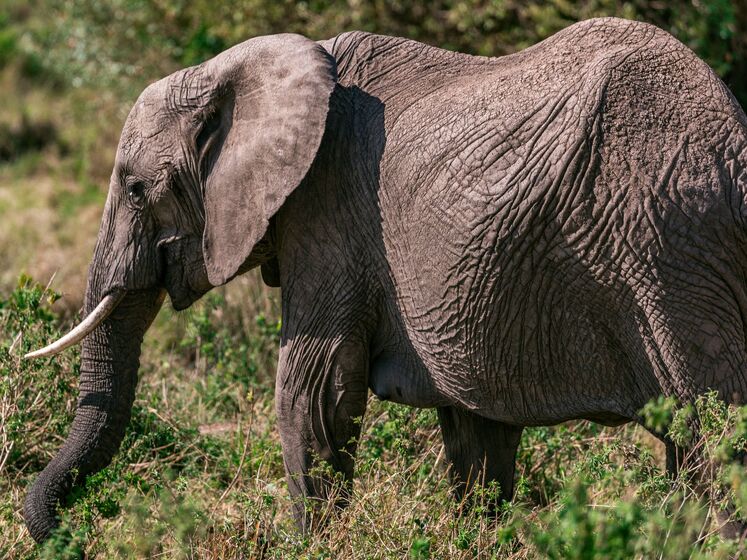 В Індії розшукують слона, який убив 16 осіб