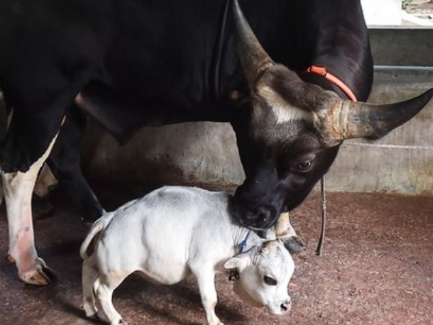 В Бангладеш миниатюрная корова стала знаменитостью