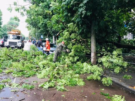У Житомирі через вітер і зливи повалено дерева і підтоплено вулиці. На чоловіка впало дерево