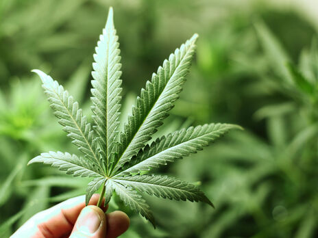 Рада передала законопроєкт про медичну марихуану на доопрацювання