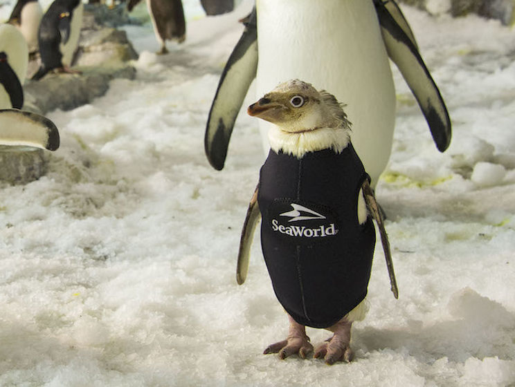 В США сотрудники океанариума сшили гидрокостюм потерявшему перья пингвину. Видео