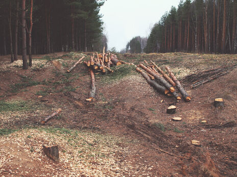 За шесть месяцев 2021 года ГБР зафиксировало убытки из-за незаконной порубки леса на 93 млн грн