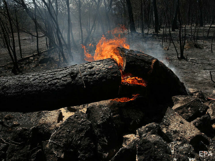 В Алжире вспыхнули лесные пожары, известно о нескольких погибших