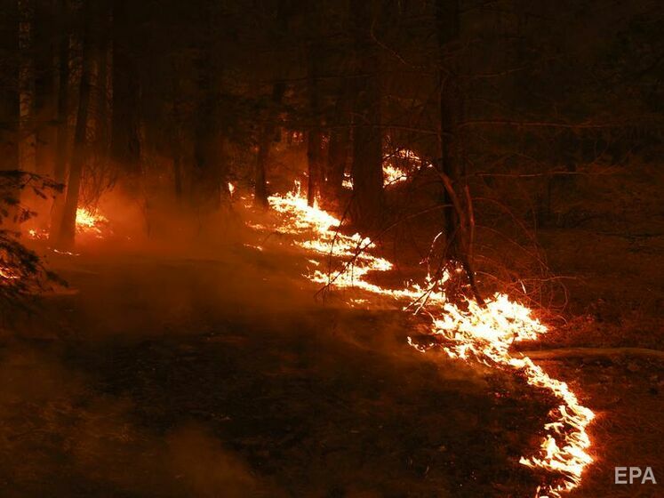 Лесные пожары в Алжире. Число погибших превысило 40 человек