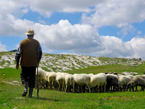 У Грузії ударом блискавки вбило стадо овець