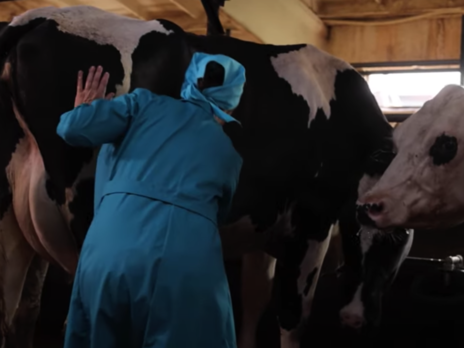 Украинцам показали полный процесс создания молока
