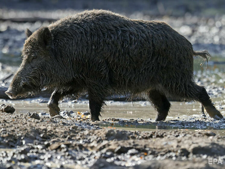У Харківській області виявили африканську чуму свиней, в осередку оголосили карантин