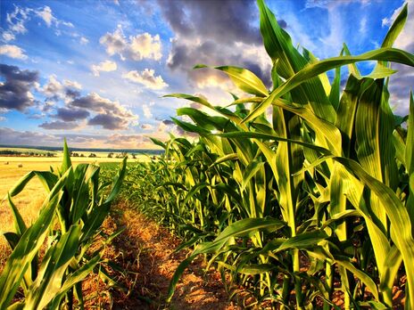 Агрохолдинги Украины в совокупности владеют около 6 млн га земли