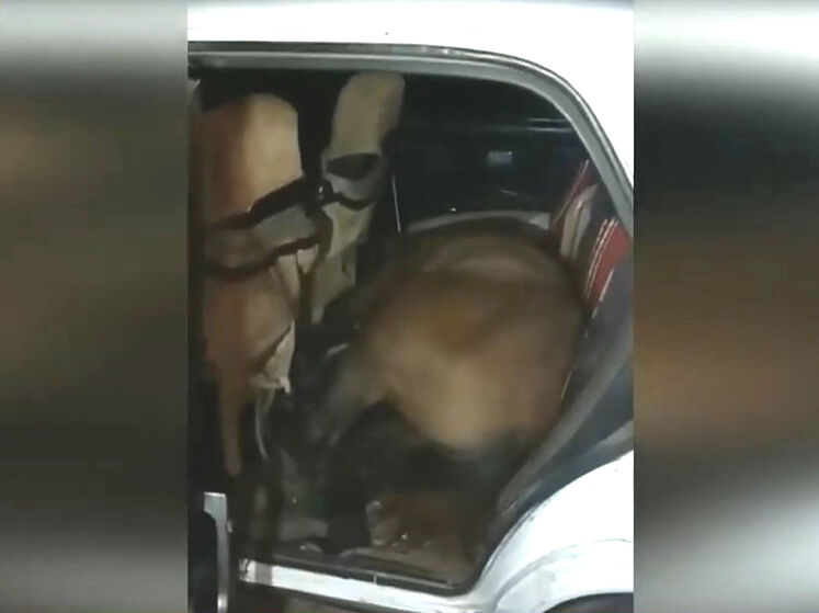 В Казахстане полиция задержала водителя с лошадью в салоне "Жигулей"