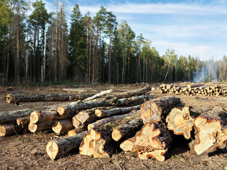 Ажіотажного попиту на українську деревину не прогнозують, вважають у Держлісагентстві