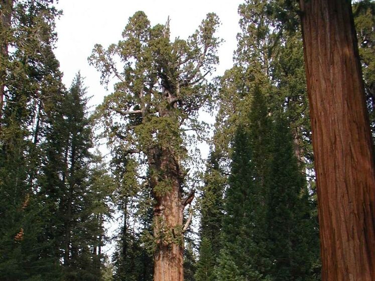 У США пожежники загорнули найбільше дерево у світі в ковдру, щоб урятувати від пожежі