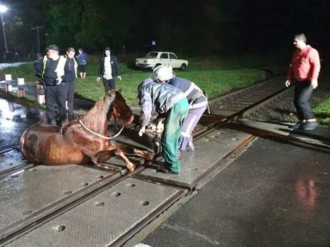 У Волинській області зупинили поїзд заради порятунку коня