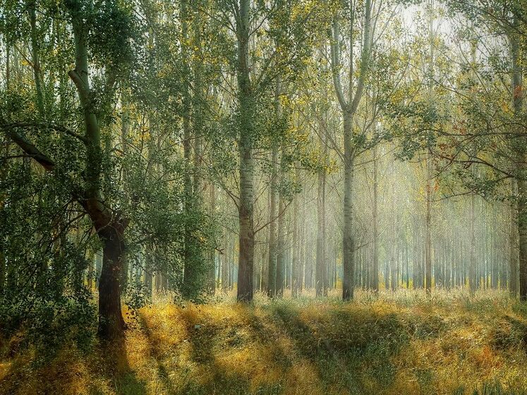 "Касается каждого". В Гослесагентстве Украины оценили инициативу посадить 1 млрд деревьев за три года